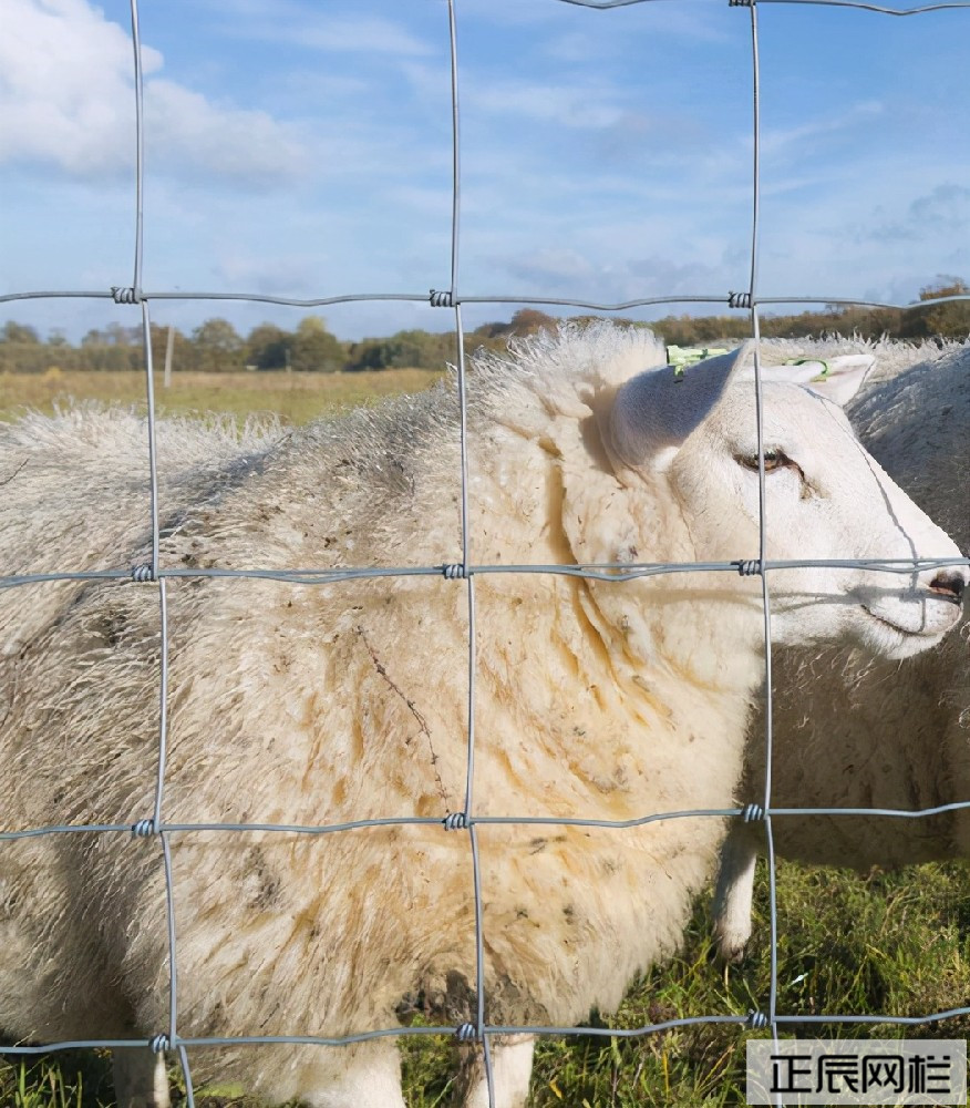 養(yǎng)羊圍欄網