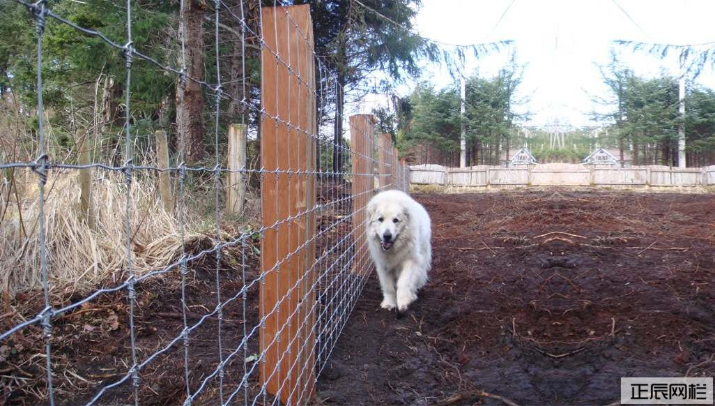 1649295024163424.jpg Farm-Fence-Field-Fence.jpg