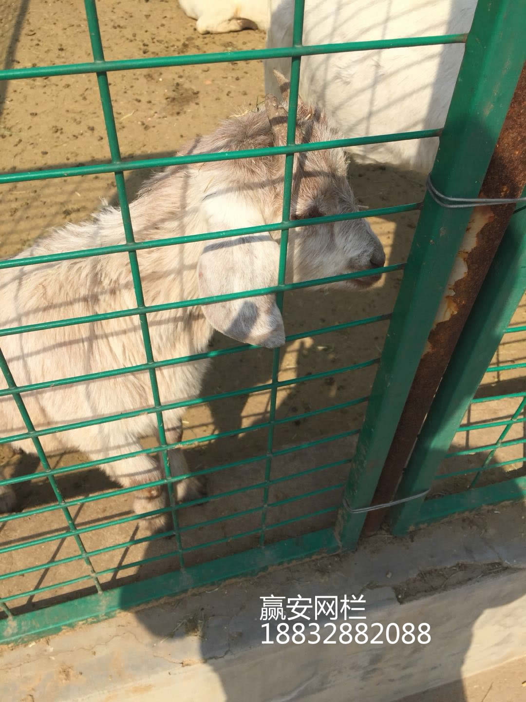 動物園護欄網(wǎng)