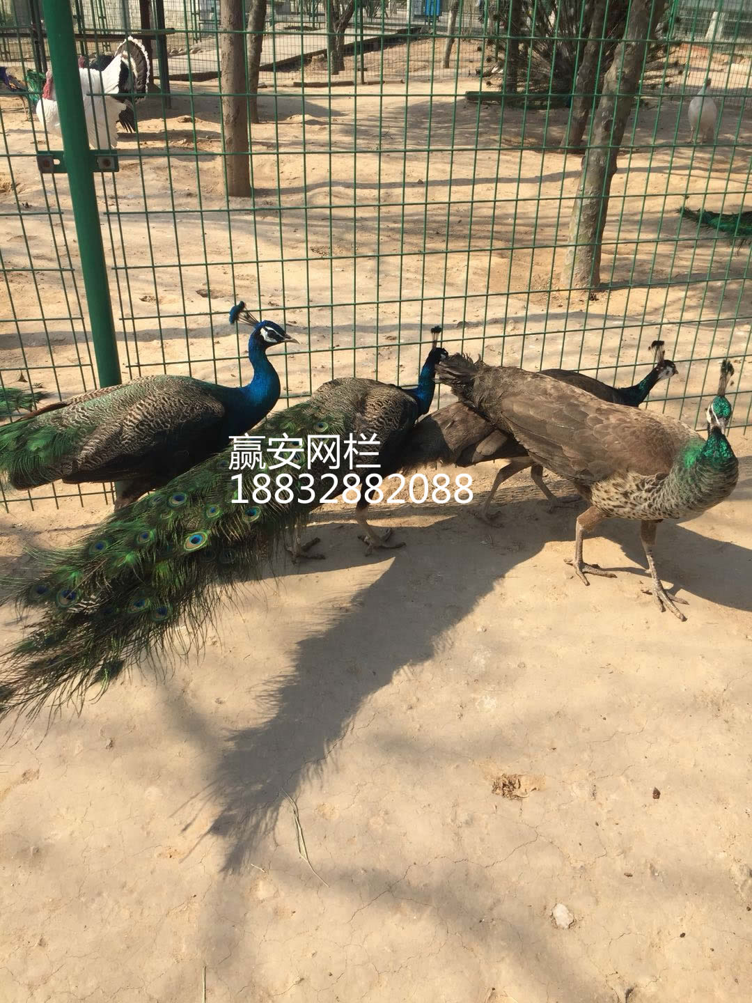 動物園護欄網(wǎng)