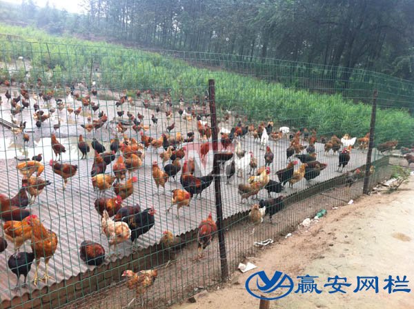 鐵絲圍欄網(wǎng)