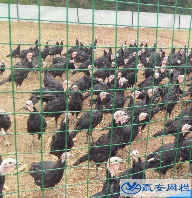 養(yǎng)雞鐵絲網