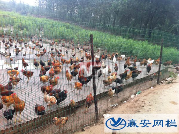 養(yǎng)雞鐵絲網