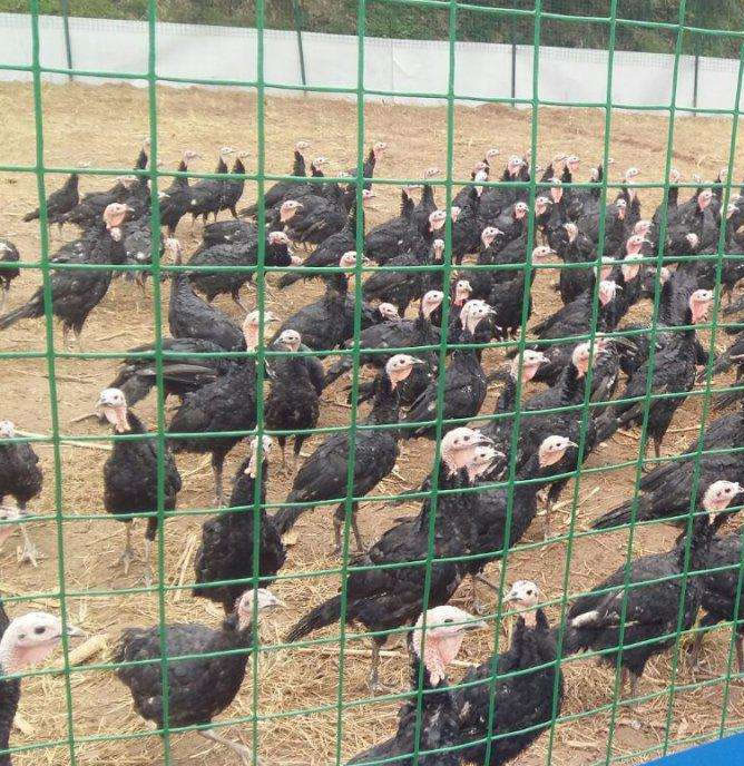 養(yǎng)殖圍欄網(wǎng)