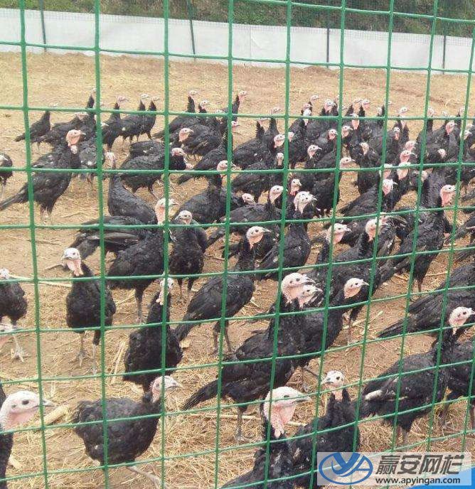 荷蘭網(wǎng)式養(yǎng)殖場鐵絲網(wǎng) 養(yǎng)殖場鐵絲網(wǎng)