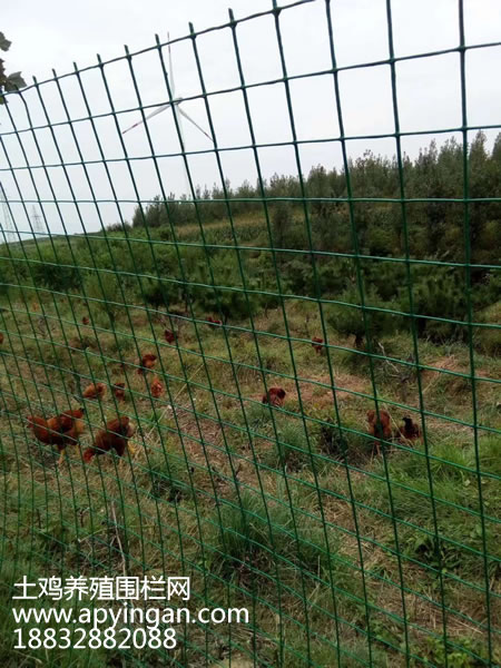 土雞養(yǎng)殖圍欄網(wǎng) 土雞養(yǎng)殖圍欄網(wǎng)
