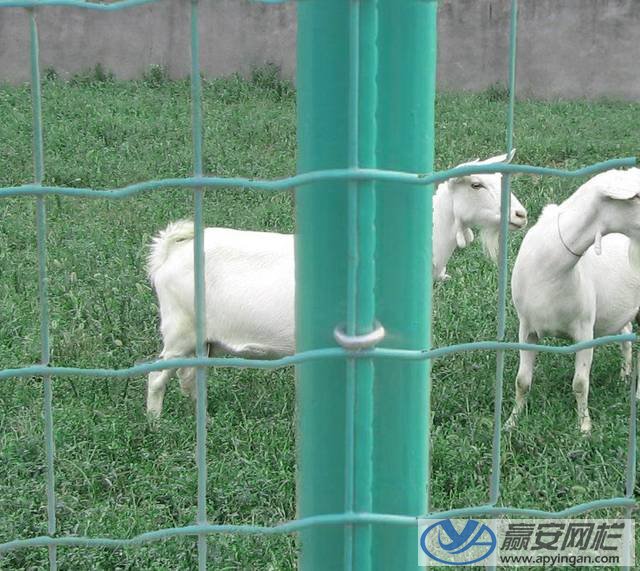 養(yǎng)羊圍欄