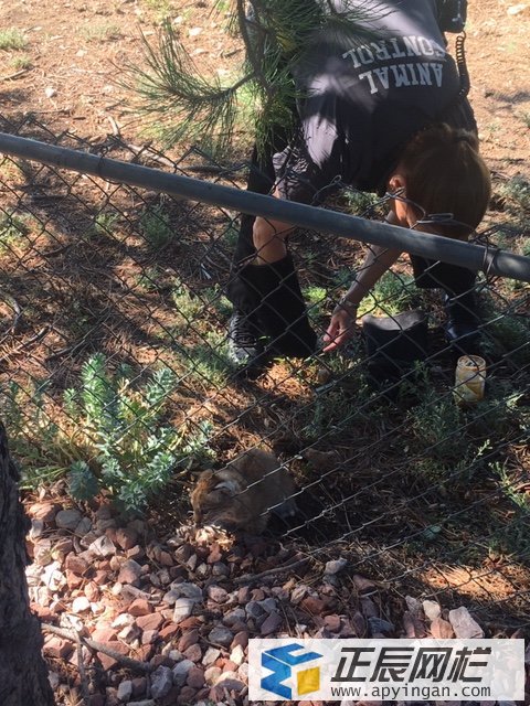 勾花網(wǎng)圍欄