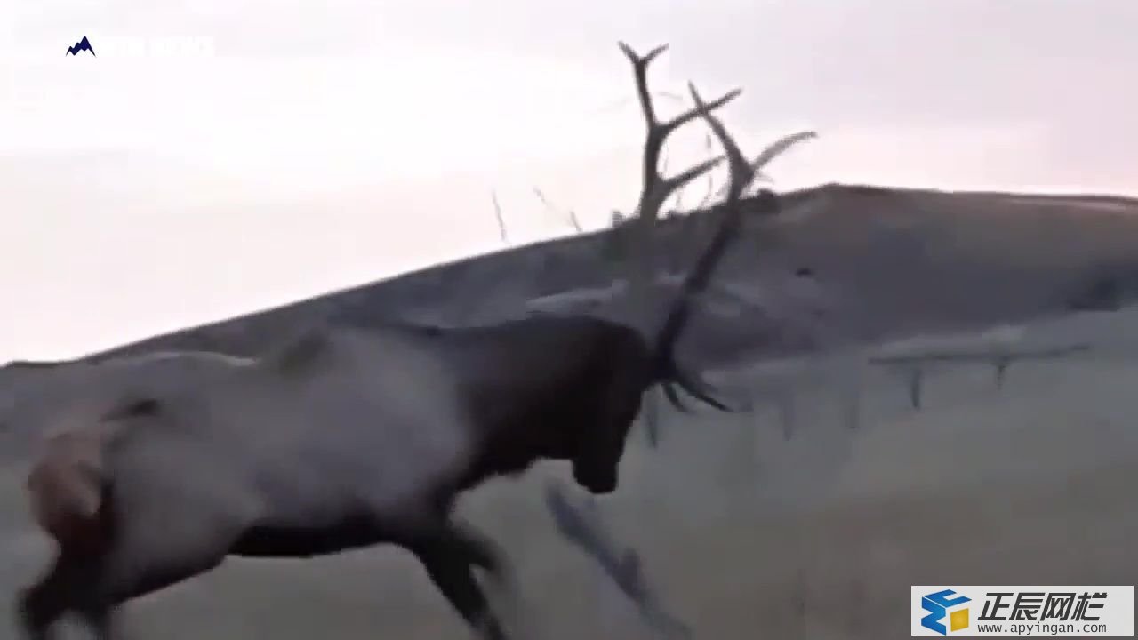 麋鹿圍欄網(wǎng)