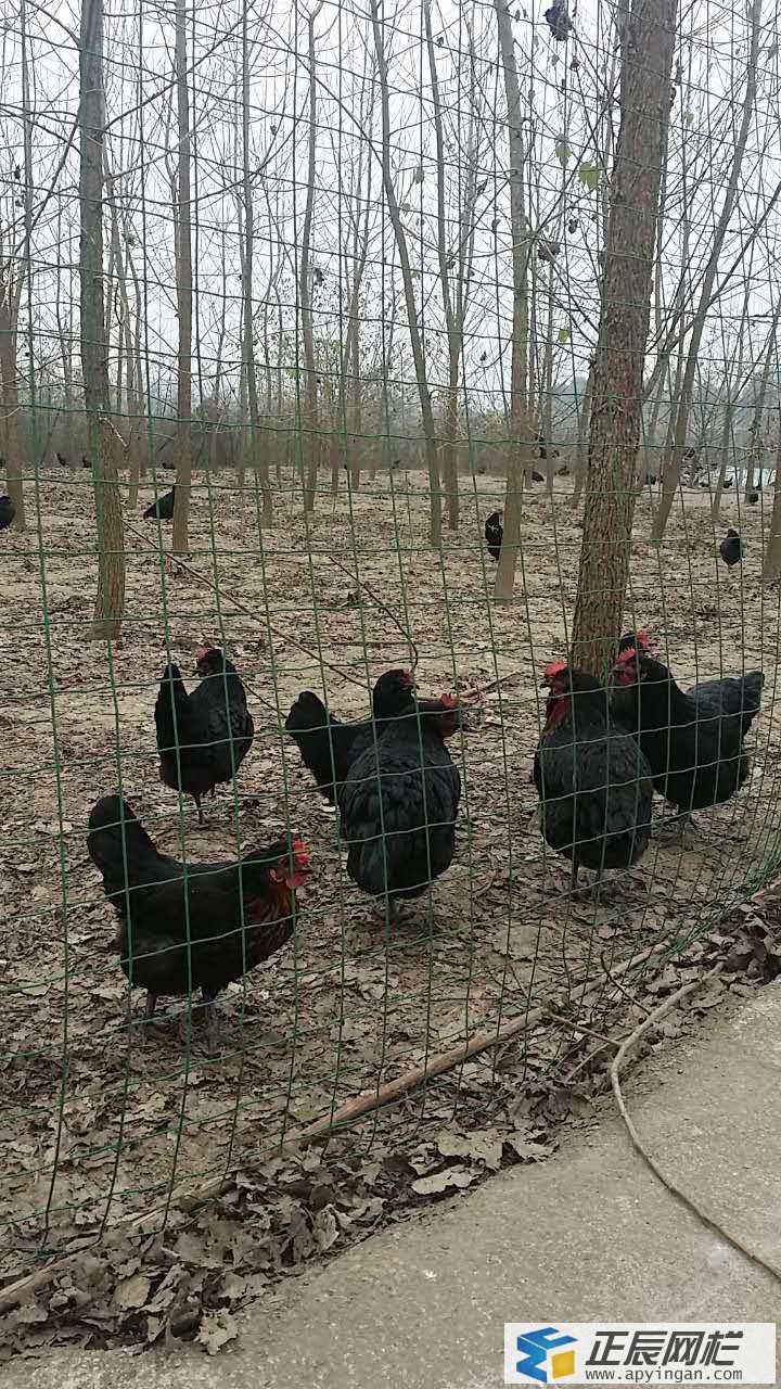 散養(yǎng)土雞圍欄