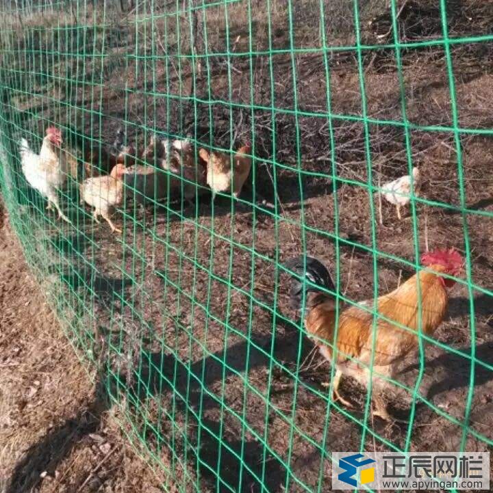 養(yǎng)雞鐵絲網(wǎng)圍欄