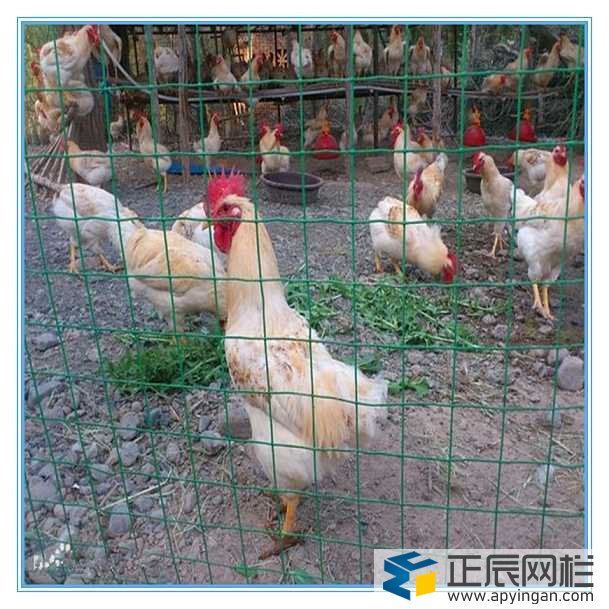 養(yǎng)雞圍欄鐵絲網(wǎng)