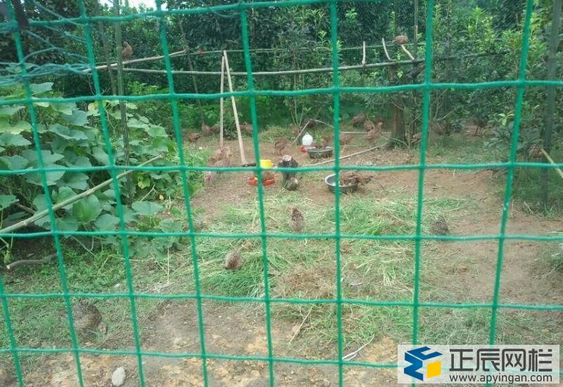 養(yǎng)雞用圍欄網(wǎng)圖片
