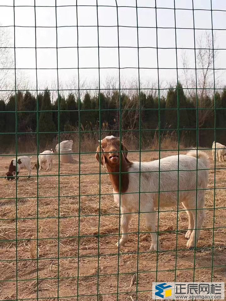 養(yǎng)殖護欄網(wǎng)哪家好