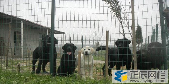 養(yǎng)殖護欄網(wǎng)哪家好