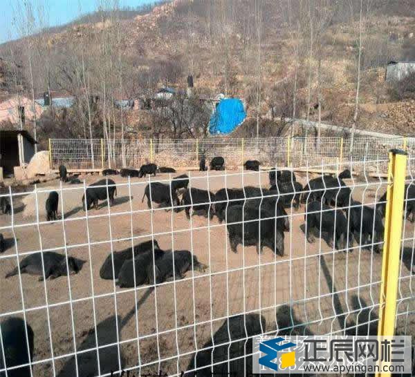 養(yǎng)殖護欄網(wǎng)哪家好