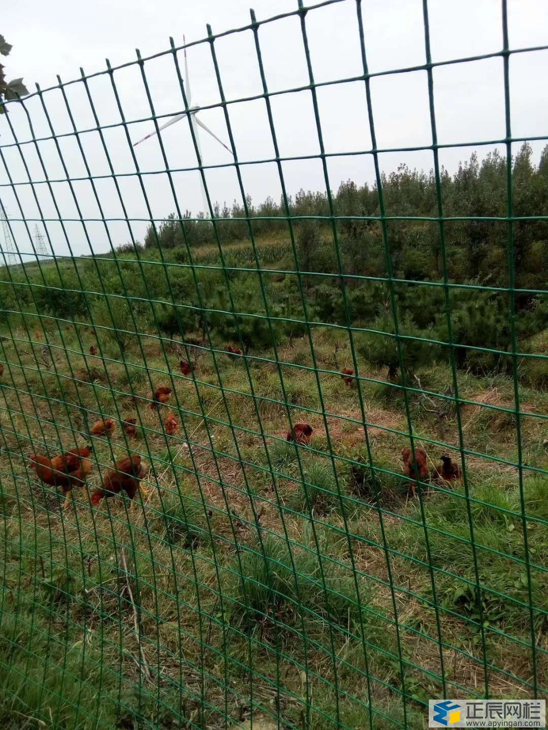 養(yǎng)雞用的護欄網(wǎng)