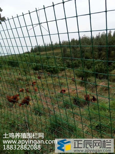 養(yǎng)雞網(wǎng)圍欄
