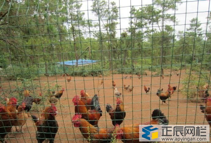 養(yǎng)雞網(wǎng)圍欄