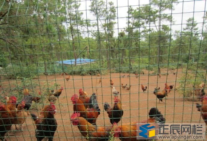 果園圍欄網(wǎng)